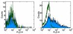 GL7 Antibody in Flow Cytometry (Flow)