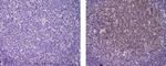 AID Antibody in Immunohistochemistry (Paraffin) (IHC (P))