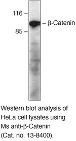 beta Catenin Antibody in Western Blot (WB)