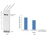 gamma Catenin Antibody in Western Blot (WB)