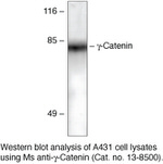 gamma Catenin Antibody in Western Blot (WB)