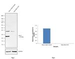 Bcl-2 Antibody in Western Blot (WB)