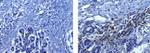 CD45 Antibody in Immunohistochemistry (Paraffin) (IHC (P))