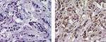 ErbB4 (Her4) Antibody in Immunohistochemistry (Paraffin) (IHC (P))