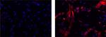 APP (Amyloid Precursor Protein) Antibody in Immunocytochemistry (ICC/IF)