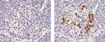 Somatostatin Antibody in Immunohistochemistry (Paraffin) (IHC (P))