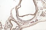 CRTAC1 Antibody in Immunohistochemistry (Paraffin) (IHC (P))