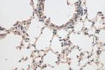 CRTAC1 Antibody in Immunohistochemistry (Paraffin) (IHC (P))