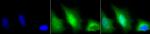 Superoxide dismutase (SOD) Cu/Zn Antibody in Immunocytochemistry (ICC/IF)