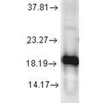 Superoxide dismutase (SOD) Cu/Zn Antibody in Western Blot (WB)