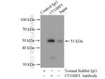 CUGBP1 Antibody in Immunoprecipitation (IP)