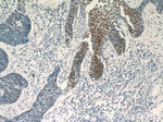 CUGBP1 Antibody in Immunohistochemistry (Paraffin) (IHC (P))