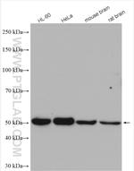 CUGBP1 Antibody in Western Blot (WB)