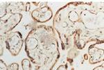 Superoxide dismutase (SOD) Cu/Zn Antibody in Immunohistochemistry (IHC)