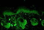 Superoxide dismutase (SOD) Mn Antibody in Immunohistochemistry (IHC)