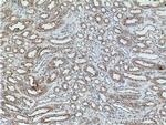 PTPRS Antibody in Immunohistochemistry (Paraffin) (IHC (P))