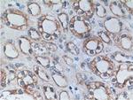 PTPRS Antibody in Immunohistochemistry (Paraffin) (IHC (P))