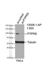 PTPRS Antibody in Western Blot (WB)