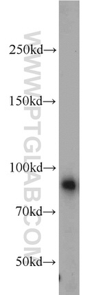 PTPRS Antibody in Western Blot (WB)