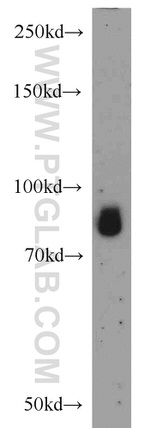 PTPRS Antibody in Western Blot (WB)