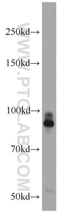 PTPRS Antibody in Western Blot (WB)