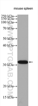 RPIA Antibody in Western Blot (WB)