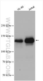 EPB41 Antibody in Western Blot (WB)