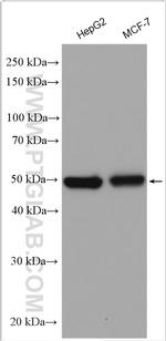TFAP2A/AP-2 Antibody in Western Blot (WB)