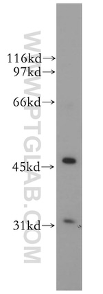 TFAP2A/AP-2 Antibody in Western Blot (WB)