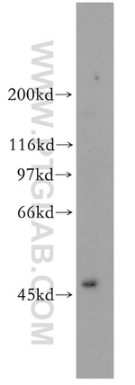 TFAP2A/AP-2 Antibody in Western Blot (WB)