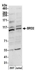 BRD2 Antibody in Western Blot (WB)