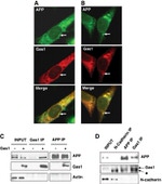 Amyloid Precursor Protein Antibody in Western Blot, Immunocytochemistry (WB, ICC/IF)