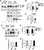 Amyloid Precursor Protein Antibody in Western Blot (WB)