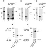 Amyloid Precursor Protein Antibody in Western Blot (WB)