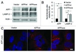 Amyloid Precursor Protein Antibody in Western Blot, Immunocytochemistry (WB, ICC/IF)