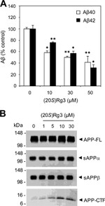 Amyloid Precursor Protein Antibody in Western Blot (WB)