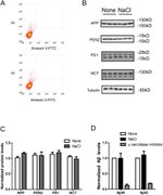 Amyloid Precursor Protein Antibody in Western Blot (WB)