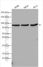 STAT4 Antibody in Western Blot (WB)