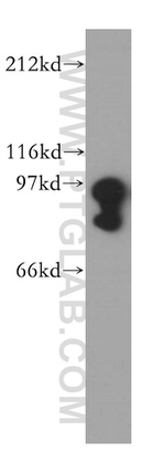 STAT4 Antibody in Western Blot (WB)