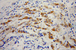 AADAT Antibody in Immunohistochemistry (Paraffin) (IHC (P))