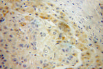 AADAT Antibody in Immunohistochemistry (Paraffin) (IHC (P))