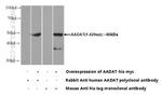 AADAT Antibody in Western Blot (WB)