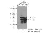 HuA/B/C/D Antibody in Immunoprecipitation (IP)
