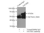 SACM1L Antibody in Immunoprecipitation (IP)