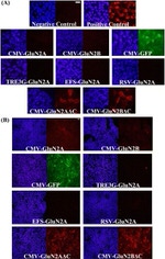 DYKDDDDK Tag Antibody in Immunocytochemistry (ICC/IF)