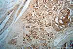 GNS Antibody in Immunohistochemistry (Paraffin) (IHC (P))