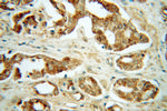 GNS Antibody in Immunohistochemistry (Paraffin) (IHC (P))