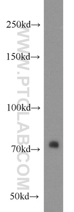 PLEKHA5 Antibody in Western Blot (WB)