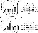 Alix Antibody in Western Blot (WB)