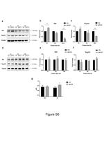 Alix Antibody in Western Blot (WB)